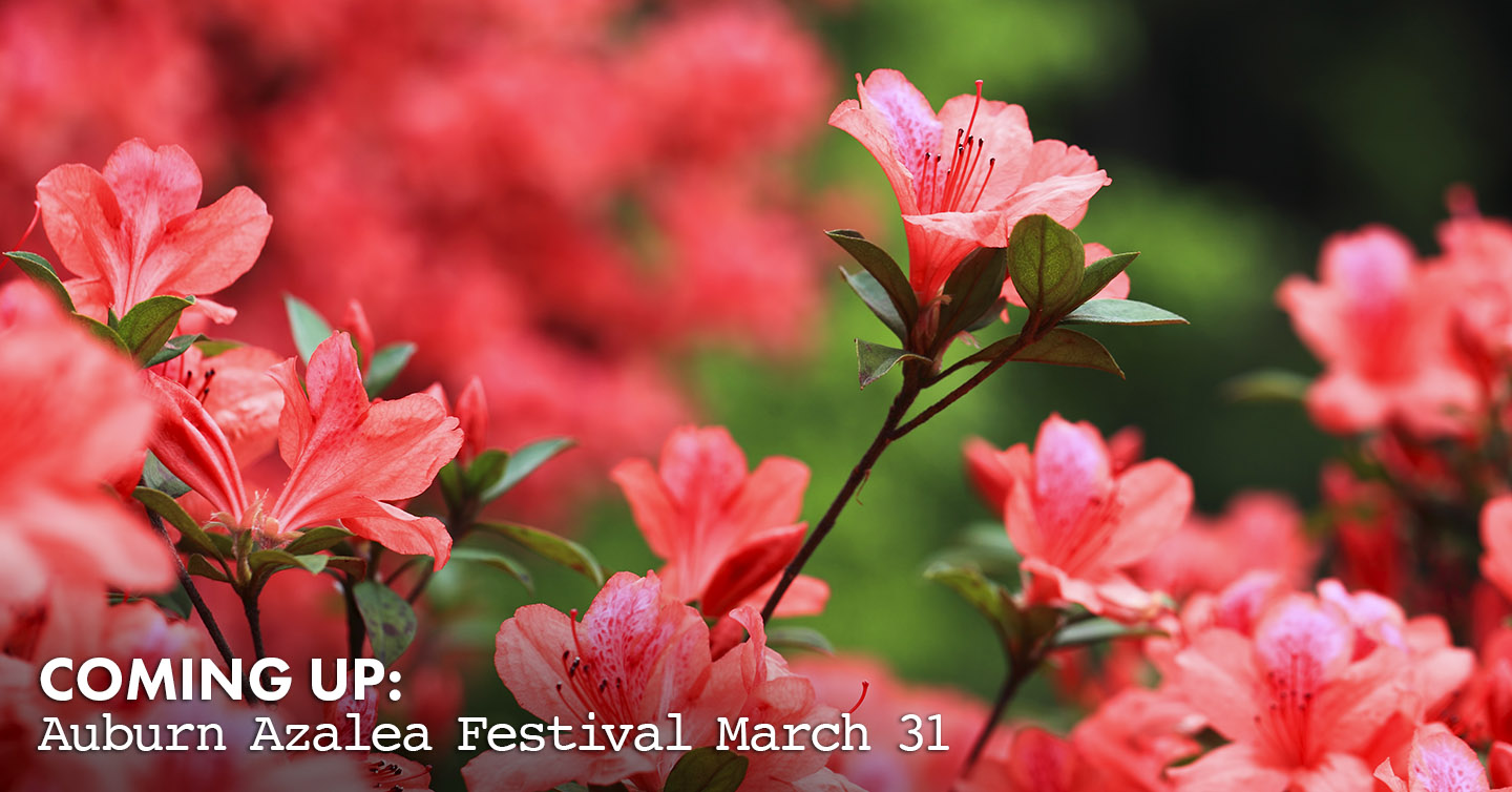 Coming Up: Auburn Azalea Festival March 31 - Ryan Roberts Realtor